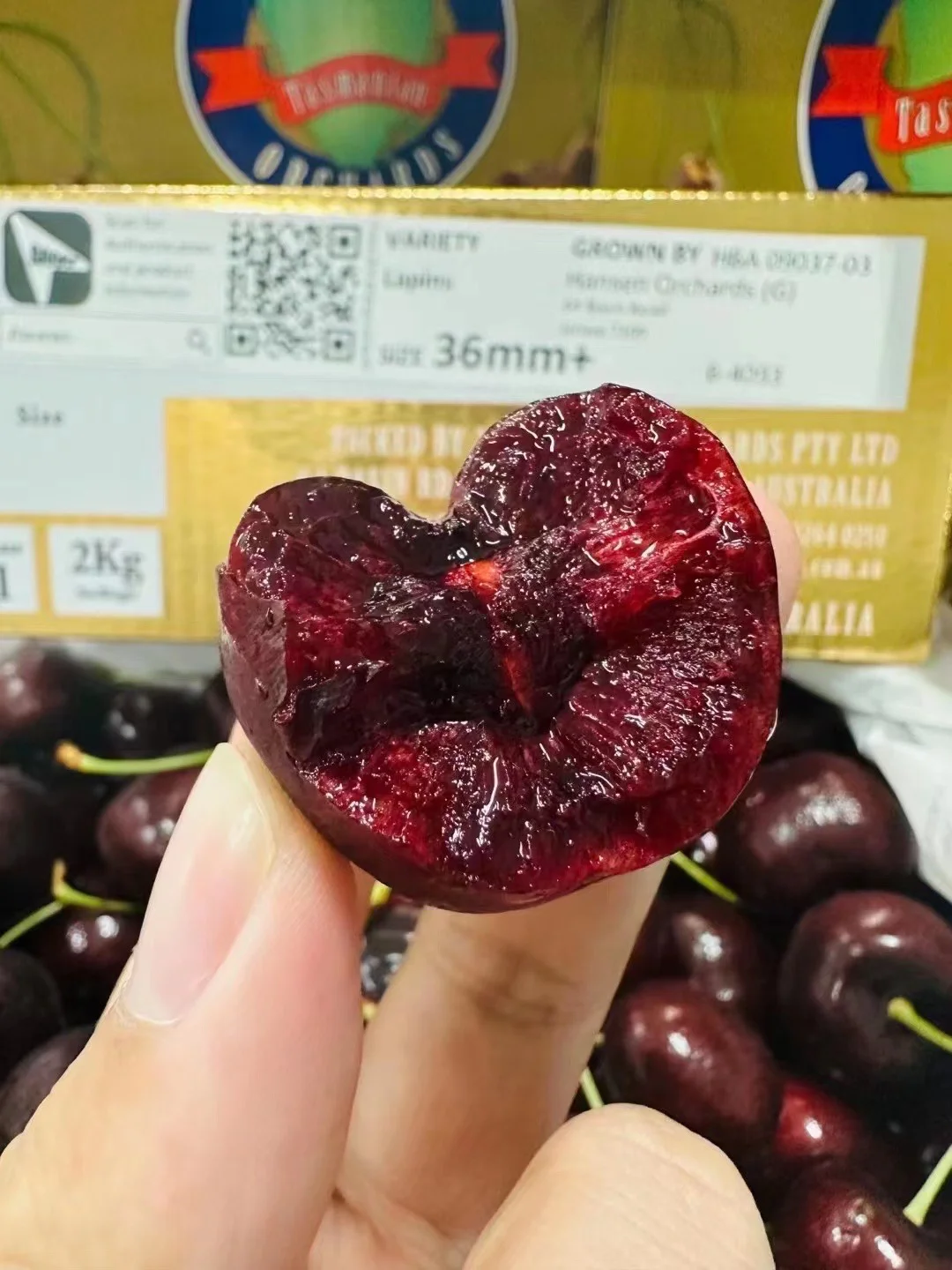 恩菲尔德体能训练升级，备战塔斯马尼亚联半决赛